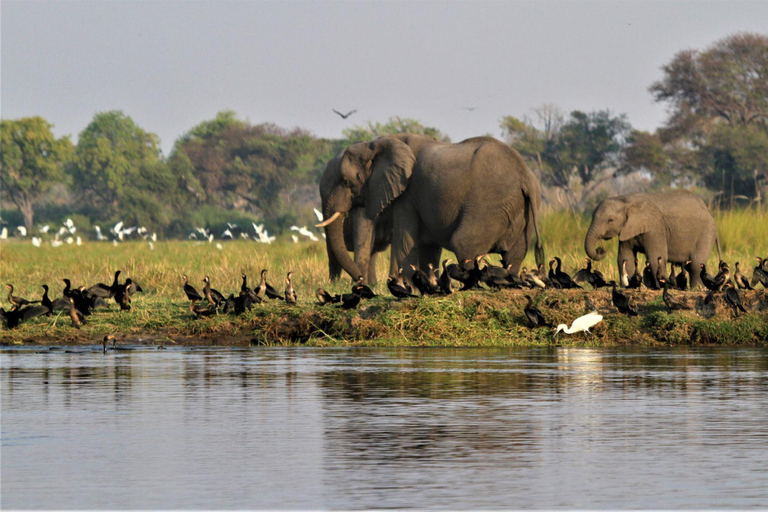 Birdwatching Safari - Chobe River (with Expert Guide)