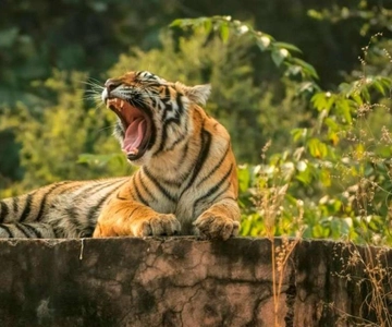 From Delhi : 6 Days Delhi, Jaipur, Agra & Ranthambore By Car