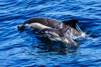 Gibraltar, Dolphin Watch Cruise e Cable Car Combo Fast Track - Housity