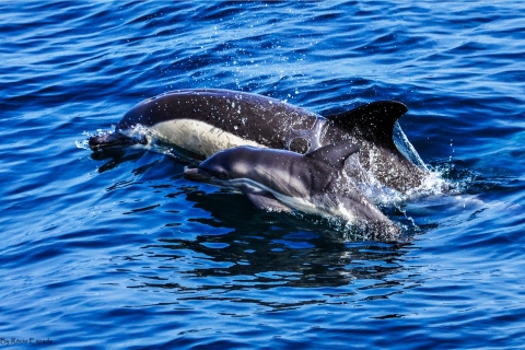 Gibraltar : téléphérique et observation de dauphins