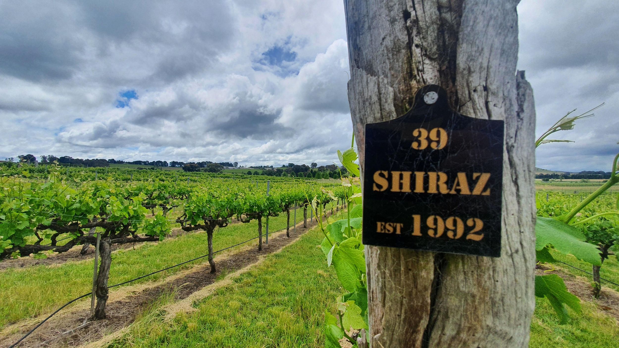 Canberra: Private Weinentdeckungstour mit Mittagessen