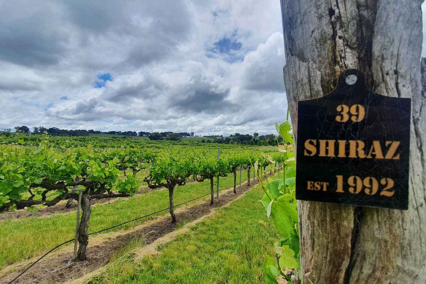 Canberra: Private Wine Discovery Tour with Lunch - Canberra: Private Wine Discovery Tour with Lunch