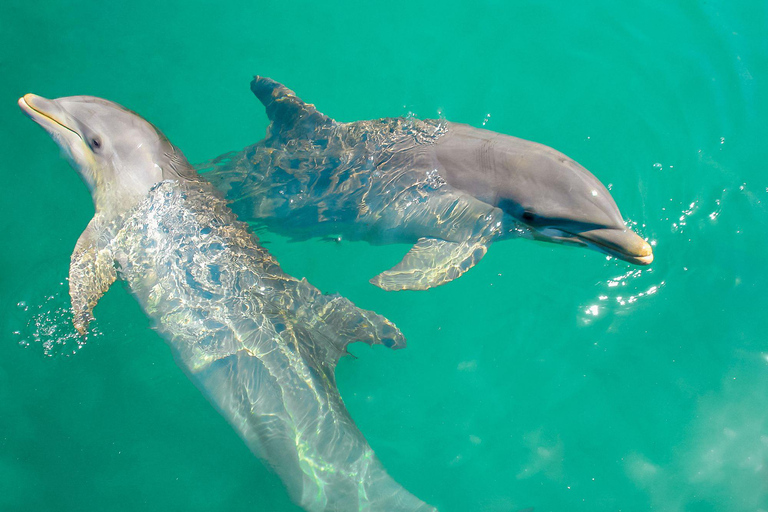 Ocho Rios: Dolphin Cove en Dunn&#039;s River Falls vanuit Mobay