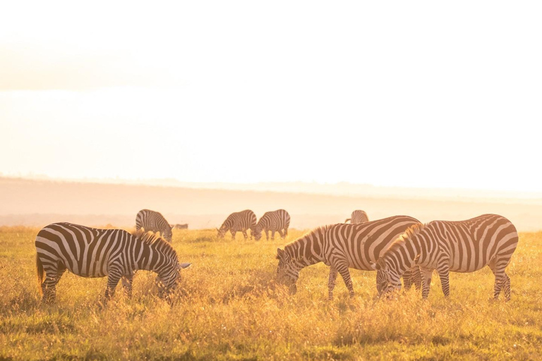From Nairobi: Ol Pejeta Conservancy Day Trip