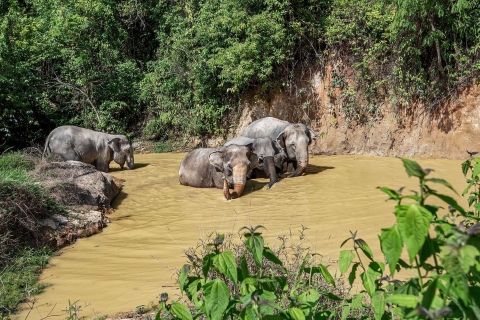 Phuket : Visite guidée du sanctuaire des éléphants avec transferts à l'hôtel