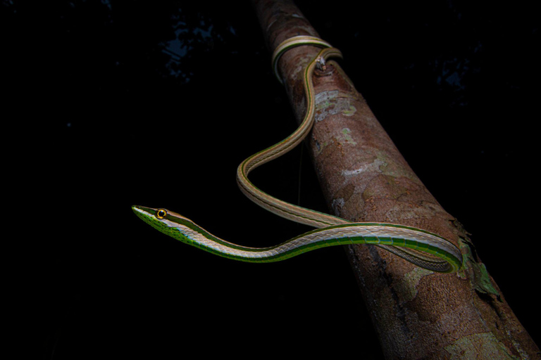 Iquitos 3D |Boat trips+Piranha fishing+Nocturnal excursion|