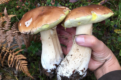 Stockholm: Dog Walk in Nature Reserve with Swedish Fika