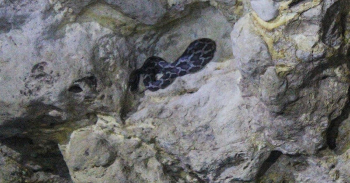 Van Cancun: Kantemó Snake Cavern-avontuur | GetYourGuide