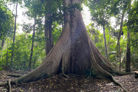 Manaus: 3-Day Amazon Jungle Adventure with Camping