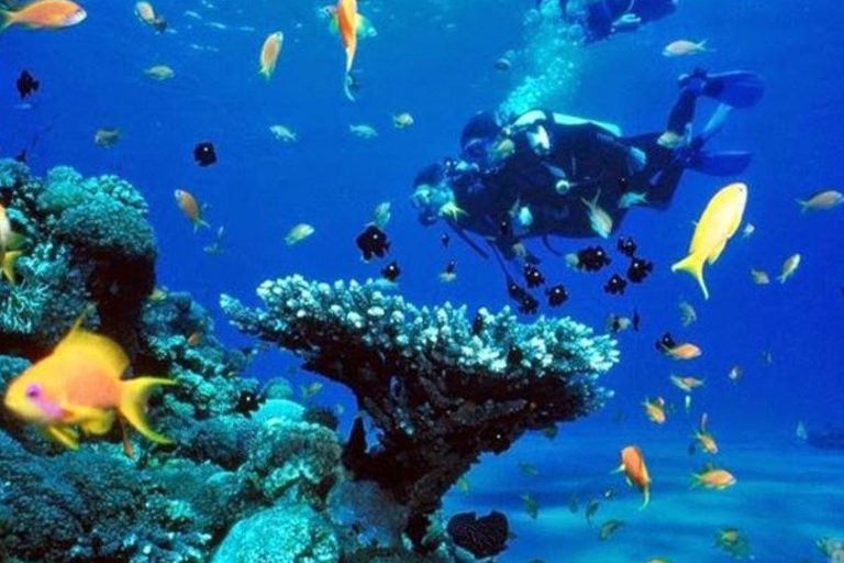 Da Nang/Hoi An: Immersione alle Isole Cham con un istruttoreDa Nang/Hoi An: Immersioni alle isole Cham con un istruttore