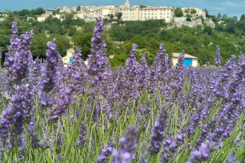 departing from Avignon, Classic lavender tour au depart d'Avignon, Classic lavender tour