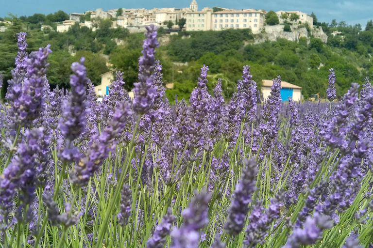 departing from Avignon, Classic lavender tour au depart d'Avignon, Classic lavender tour