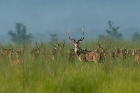 Chitwan National Park: Tower Night Stay from Kathmandu