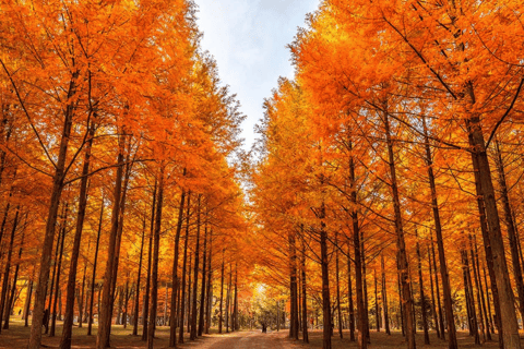 Seoraksan Day Tour with Nami Island or Sinheungsa Temple Group tour from Hongik University with Sinheung Temple
