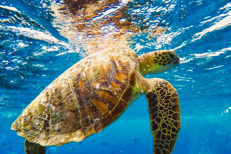 Oahu : Waikiki sailing turtle snorkeling in small groups Oahu : Waikiki sailing turtle snorkeling
