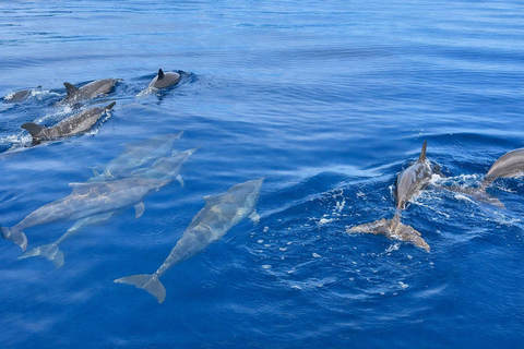 North Bali: Dolphin Swim, Snorkeling, & Waterfall Cliff Jump Small Group With Hotel Transfer Central Bali
