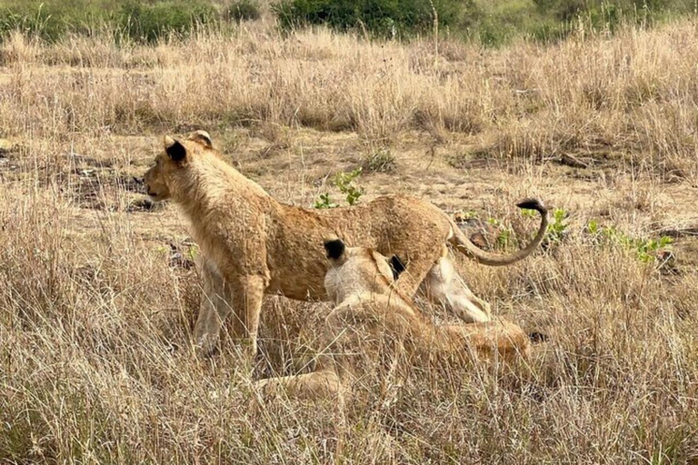 Nairobi National Park Privé Halve Dag Tour met Pick Up