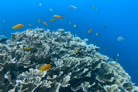 Cebu: Walvishaaien kijken, Kawasan watervallen en snorkelen