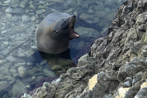 Lyttelton Port: Day Tour 3 options for Cruise Passengers Kaikoura Whale Watching Return Day Tour