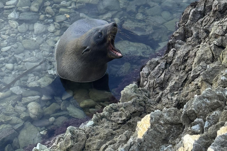 Lyttelton Port: Day Tour 3 options for Cruise Passengers Kaikoura Whale Watching Return Day Tour