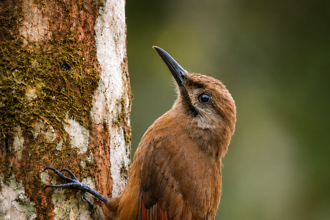 Santa Marta: Birdwatching Tour Sierra Nevada (Minca)