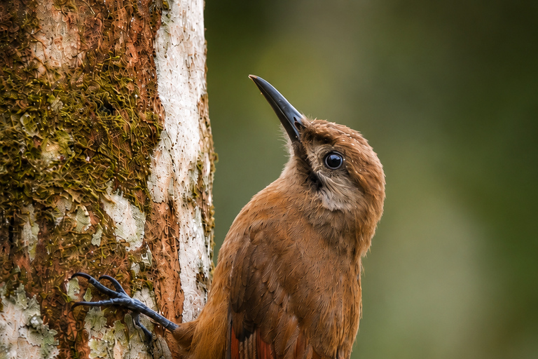 Santa Marta: Birdwatching Tour Sierra Nevada (Minca)