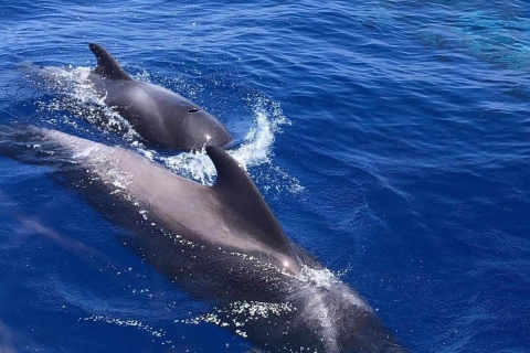 Wal- und Delfinbeobachtungstour mit der Yacht in Puerto Colon