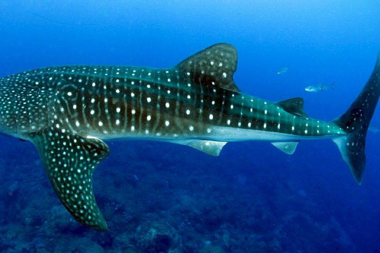 Aventure d'observation des baleines et de canyonning à Oslob