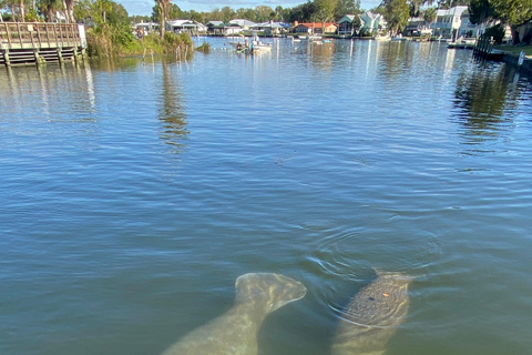 Crystal River: Manatee Eco-Tour Boat Ride Crystal River Private Manatee Eco tour