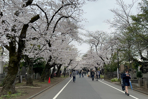 Tradycyjne stare miasto w Tokio - Yanaka, Nezu i Ueno SakuragiTokio : Stare tradycyjne miasto~Yanaka,Nezu&amp;Ueno Sakuragi