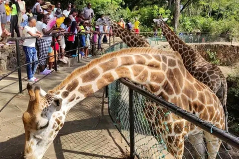 Mombasa: Half-Day Haller Park Giraffes Feeding Experience
