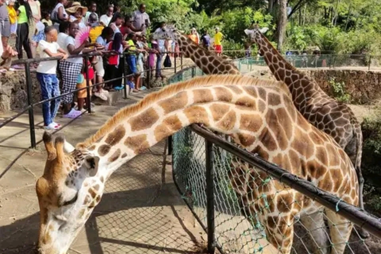 Mombasa: Half-Day Haller Park Giraffes Feeding Experience