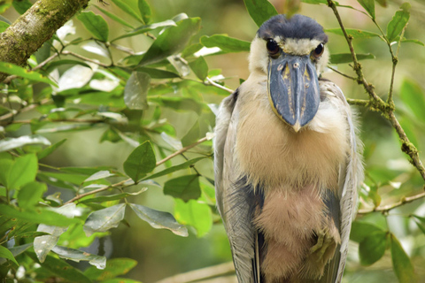 Arenal Volcano:Arenal Volcano NationalPark Best Things To Do