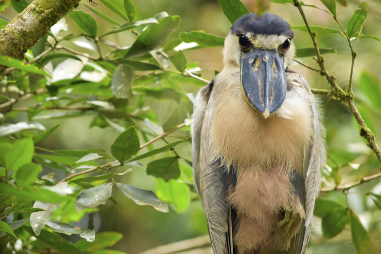 Arenal Volcano:Arenal Volcano NationalPark Best Things To Do