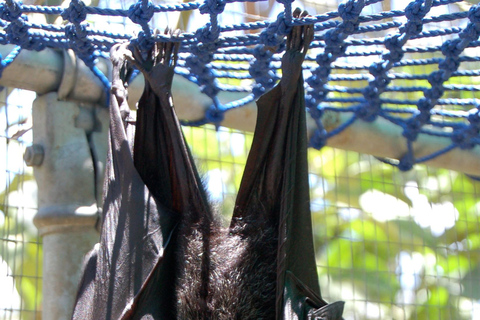 Atherton: Bat Sanctuary Tour with Guide