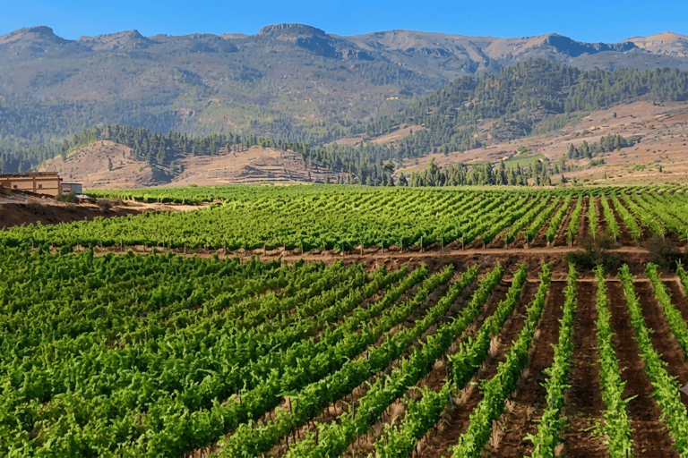 Desde Las Américas!VIP Wine tasting & Guachinche lunch 1200m VIP Wine Tour! Enjoy 7 wines in bodega & Guachinche lunch