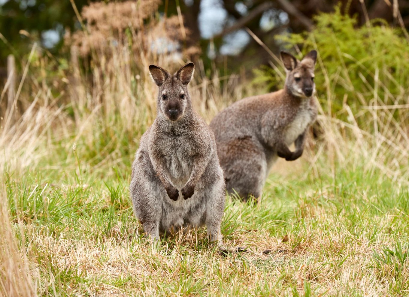 Apollo Bay: Dusk Discovery Great Ocean Road Wildlife Tour