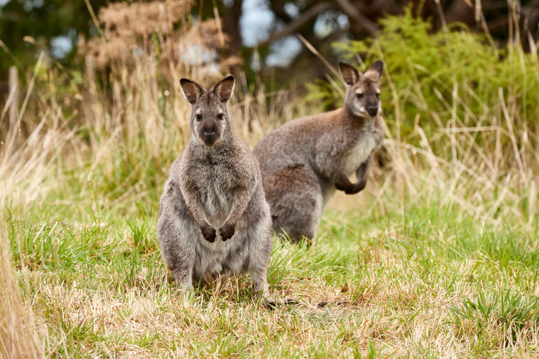 Apollo Bay: Dusk Discovery Great Ocean Road Wildlife Tour