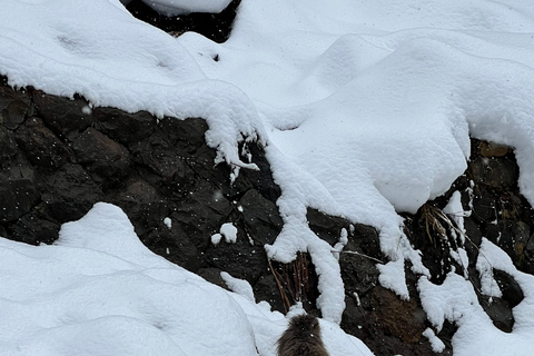 Nagano: Snow Monkeys, Zenko-ji Temple, and Lake Nojiri Tour