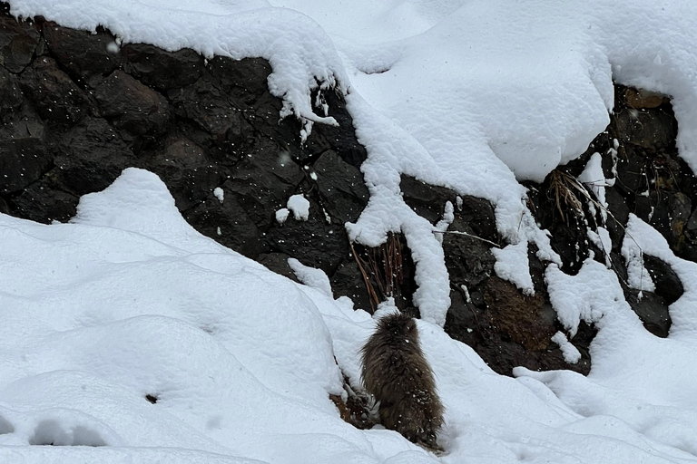 Nagano: Snow Monkeys, Zenko-ji Temple, and Lake Nojiri Tour