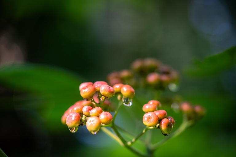 Langkawi: Secrets of the Sanctuary- A Gentle Rainforest Walk