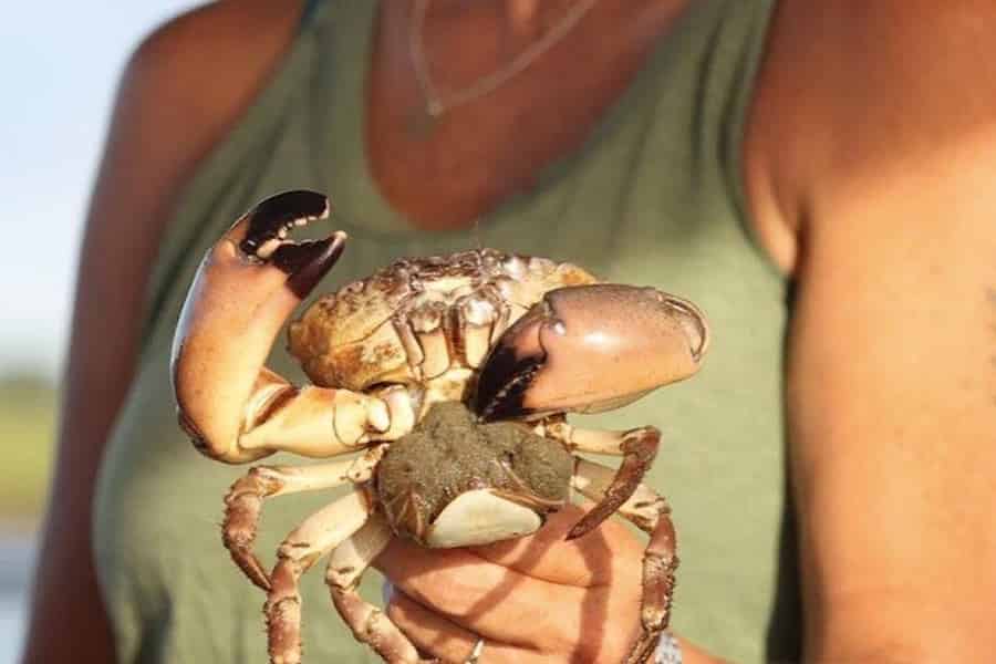Charleston: Ausflug zum Fangen von Blaukrabben mit Crab Boil. Foto: GetYourGuide Charleston: Ausflug zum Fangen von Blaukrabben mit Crab Boil. Foto: GetYourGuide