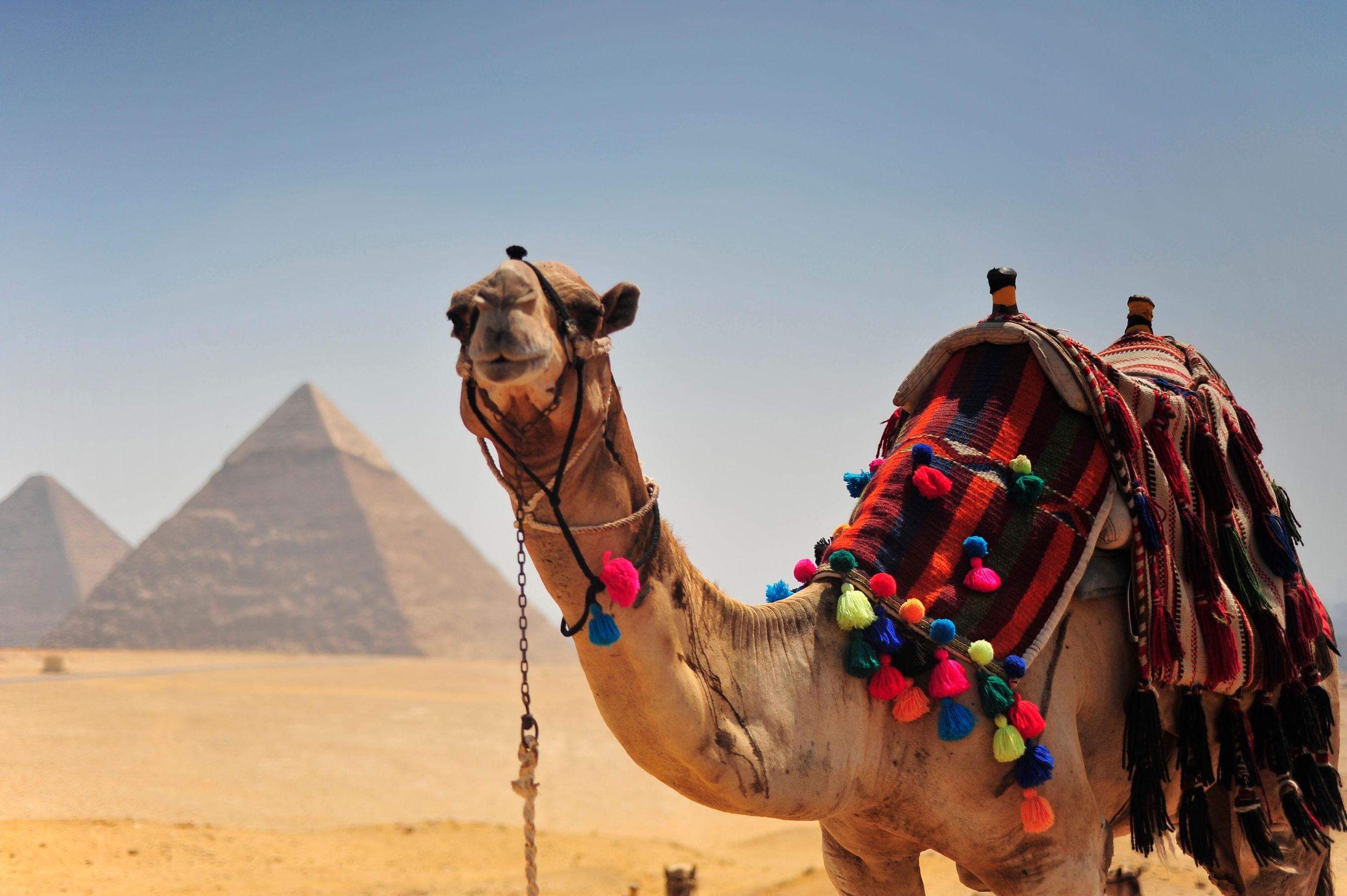 Hurghada: Pyramiden von Kairo, Großes Museum & Zitadelle mit dem Bus