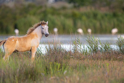 Camargue: Special sunrise/sunset photography session with horses and birds Camargue: Special sunrise/sunset photo shoot with horses and birds