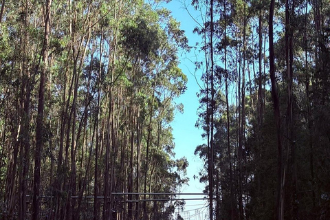 Addis Ababa: Entoto Hills Scenic Drive