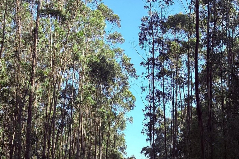 Addis Ababa: Entoto Hills Scenic Drive
