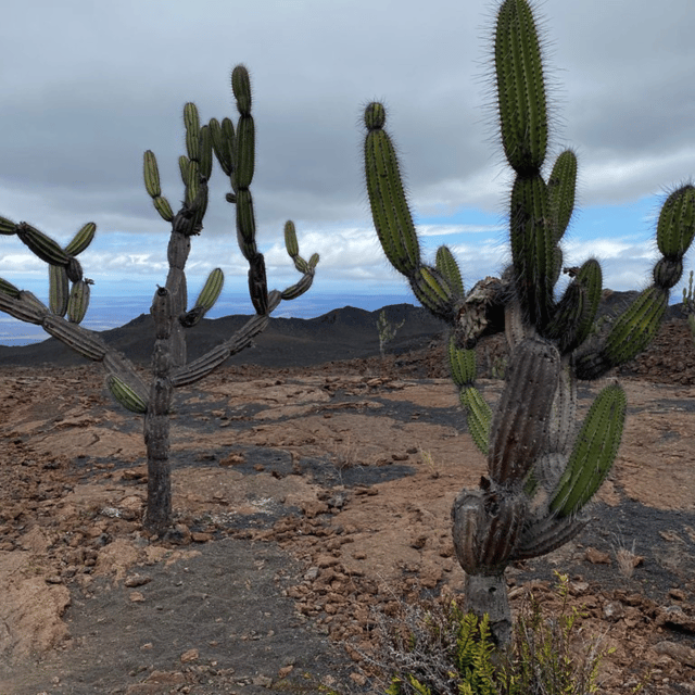 Excursi N Al Volc N Sierra Negra Getyourguide