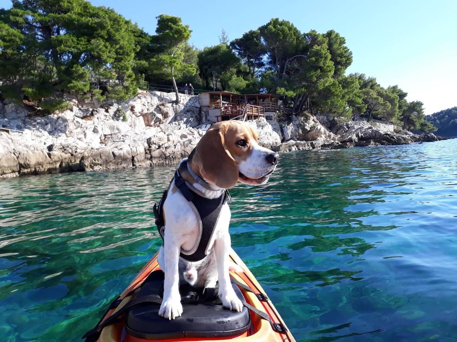 Cavtat: 'Pomalo' geführte Seekajak-Tour