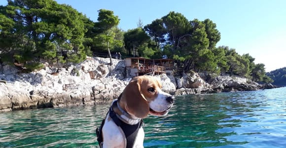 Cavtat: Geführte Seekajaktour