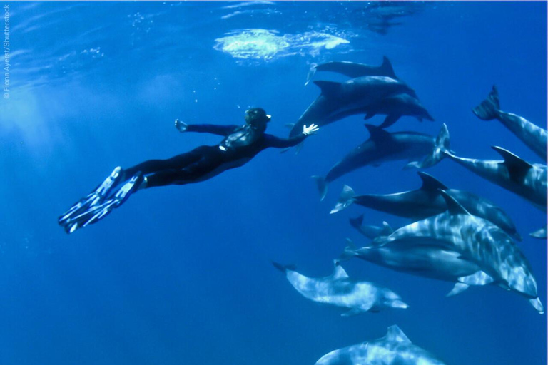 Wyspa Mnemba: półdniowa wycieczka łodzią z pływaniem z delfinami i nurkowaniem z rurkąPrywatna wyspa Mnemba – nurkowanie z rurką i pływanie z delfinami